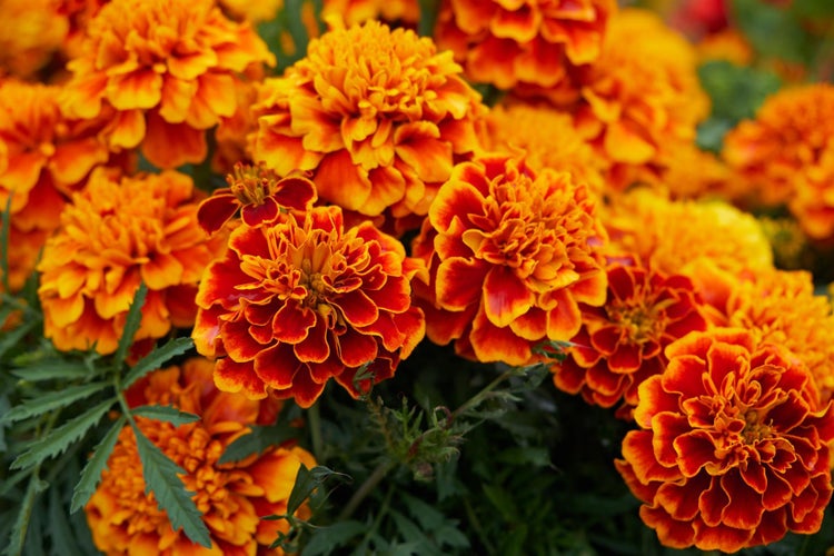 Fløjlsblomst